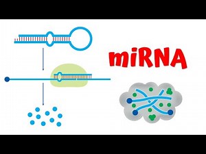 AP Biology / IB HL: miRNA & Gene Silencing — Post-Transcriptional Regulation Explained