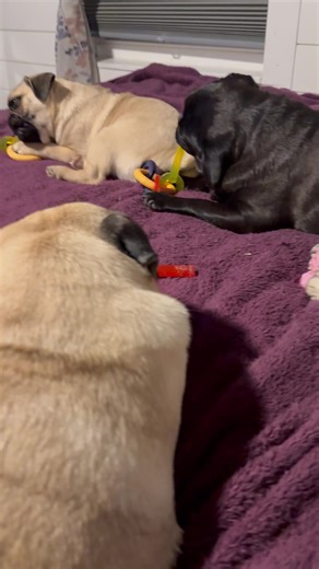 Adorable Pugs Enjoying Their Bedtime Routine