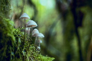 Why fungi are important to the environment — and what that means for your garden