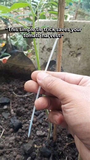 Stop Damaging Tomato Plants! Use This Figure 8 Tie Trick Instead #gardening