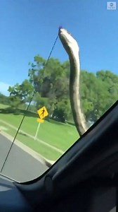 333K views · 2K reactions | HITCHHIKER: Two drivers picked up an unexpected passenger on the road — this slithering snake, which coiled around the passenger-side mirror for the drive: https://2wsb.tv/2Ji8LlU  | WSB-TV | Facebook