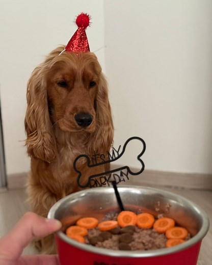 🎂 1 an pour Koda, toujours aussi gourmand (et adorable) 😋 #HealthyPetFood #petfoods #chiotheureux #alimentationsaine #petfoodpremium #cockeranglais #chienheureux❤️ | Colonel Gustave