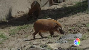 155K views · 2K reactions | Moving is awful no matter what species...