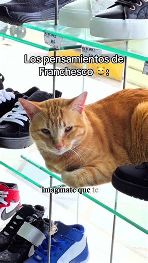 Ay Fran y la vida de los gatos: un meme divertido
