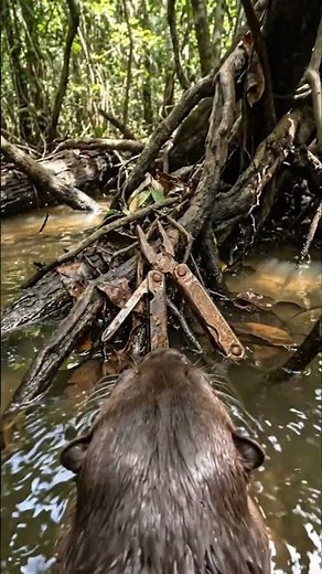 Giant Otter POV: Amazon River Hunter Revealed 😳🦦#giantotter #otter #amazonpredator #riverhunter