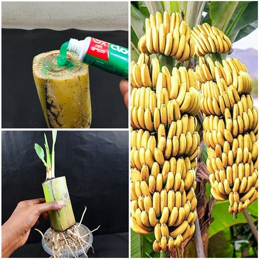 29K views · 645 reactions | How to grow banana plant at home from cuttings || Best & easy method for planting | Dian Creative | Facebook