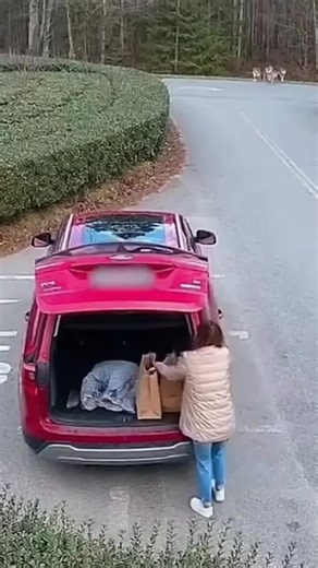 Wolves Surround Car: Woman Jumps in Trunk for Safety