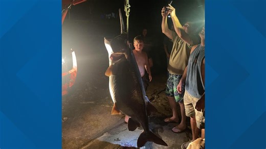 Enormous 6-foot-long paddlefish found on Beaver Lake