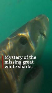 Barely any great white sharks have been spotted off the coast of Cape Town, South Africa for two years now - what’s going on? https://bbc.in/2OqK0Kf | BBC News