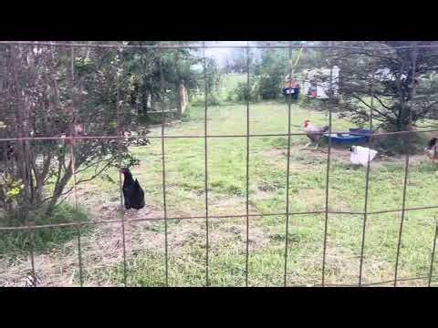 How to get your guinea hens back in the chicken yard