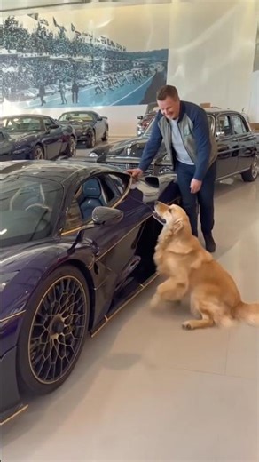 Retriever The Boss Taking Test Drive 🤯 #shortfeed #viral #trending #youtubeshorts #viralshorts