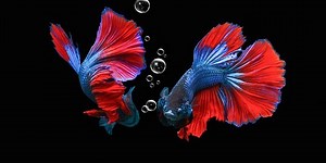 15 Jenis-Jenis Ikan Cupang yang Mudah Dipelihara, Penuh Keunikan | merdeka.com