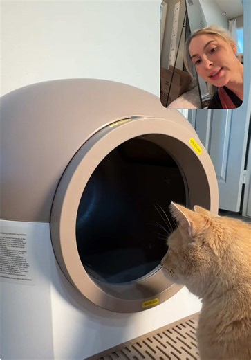 Best Cat Litter Boxes for Multi-Cat Homes