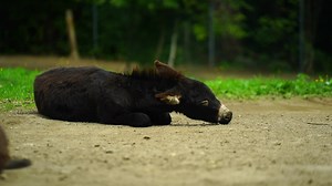 Download Video of Donkey in zoo for free
