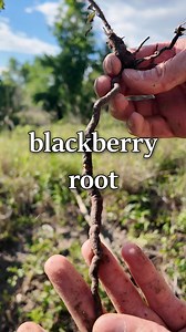 275K views · 10K reactions | Blackberry root. Note that the...