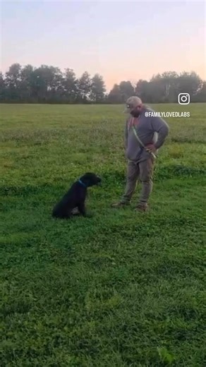 Ready to have a well trained English Lab to bring home with the foundations already done? Meet Odie! This handsome boy is started on basic obedience (come, sit, stay, down, place) leash work, manners, house training, crate trained, and well socialized with people and animals! He adores people and makes a best friend everywhere he goes. Odie simply loves doing life with you. Busy with kids in school and family activities? Imagine how nice it would be to have so much training already done that you