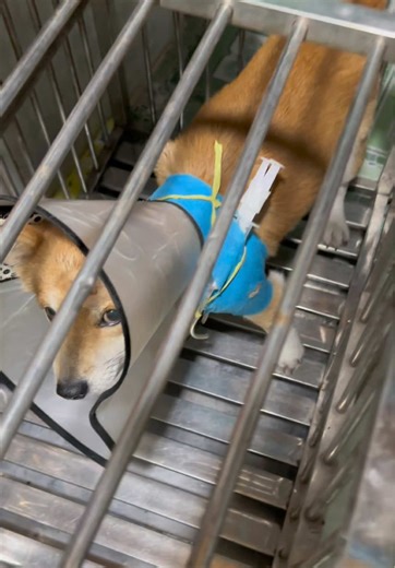 Ổn rồi😁 #fpy #viral #dog #xh #pet | Pitbulls