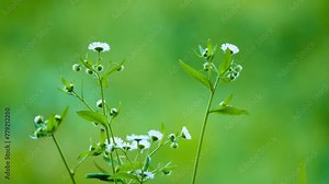 Erigeron annuus (formerly Aster annuus), annual fleabane, daisy fleabane, or eastern daisy fleabane, is herbaceous, annual or biennial flowering plant in family Asteraceae.