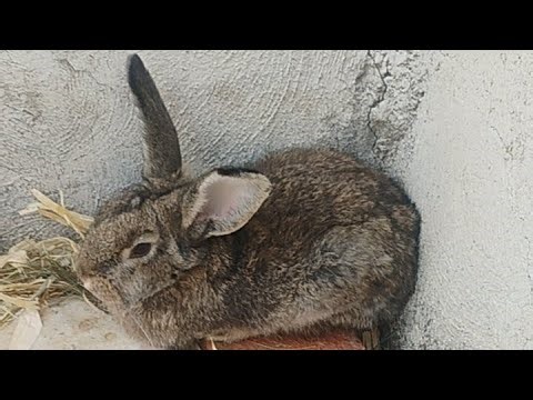 Live Rabbit Feeding – Calm Morning Bunny Stream | Conejos Tranquilos en Vivo