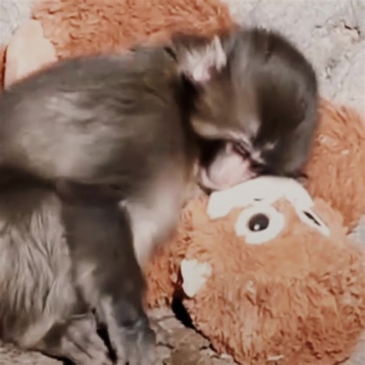 Support Punch the Monkey: A Heartfelt Appeal