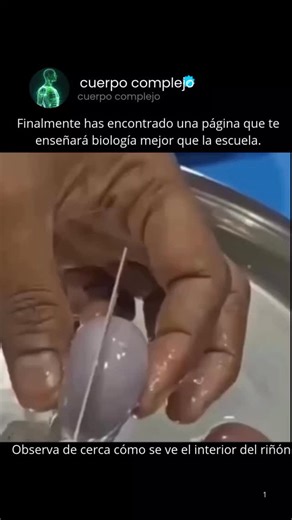 cuerpo complejo on Instagram: "Los riñones son dos órganos con forma de frijol que actúan como filtros naturales del cuerpo. Limpian constantemente la sangre eliminando toxinas, exceso de agua y desechos que el cuerpo ya no necesita. Cada minuto, filtran aproximadamente un litro de sangre, manteniendo así el equilibrio interno. ++ Los riñones contienen millones de filtros microscópicos llamados nefronas. Cada nefrona funciona como una pequeña máquina depuradora: filtra la sangre, reabsorbe lo qu