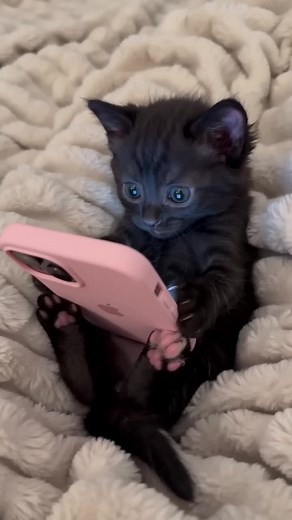 kitten bedtime funny meowing compilation