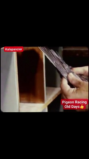 2.6K views · 27 reactions | Training and selection of pigeons in Old Days Pigeon Racing #OldDaysBestDays #pigeonracingolddays #oldbutgoldmoment #followlikesharesupportformore | Jay-ar Villarosa | Facebook