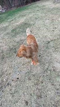 Funny Buddy -Our Dog