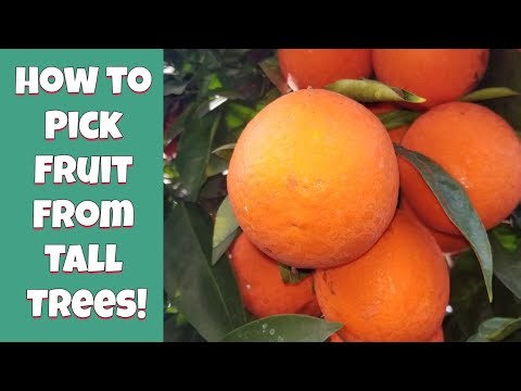 How to Pick Fruit From 15+ Foot Trees Without a Ladder