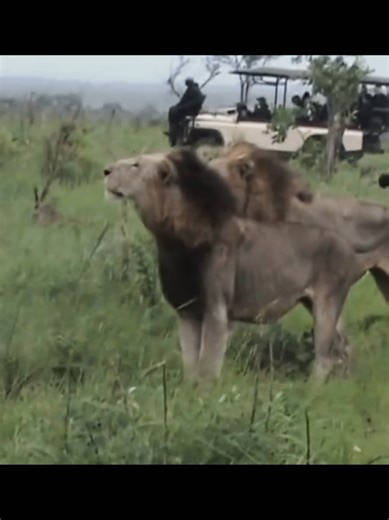 legendary mapogos 💪 | Mapogo Lions