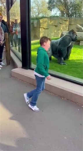 Copy My Walk Challenge 🦍😂 Gorilla vs Human | Funniest Reactions Ever! #gorilla #entertaininganimals