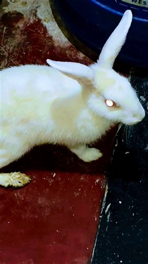 Rabbit sounds #rabbit #shortsvideo #viralvideo #youtubeshorts #gulnahar begam