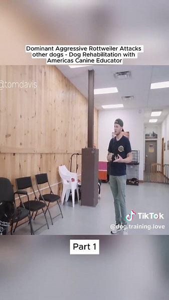 dog.training.love on TikTok