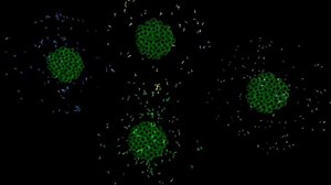 MolecularDevices Clonepix FL 标记抗原筛选杂交瘤细胞
