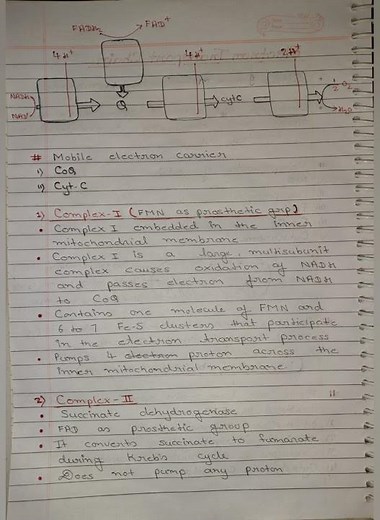electron transport chain