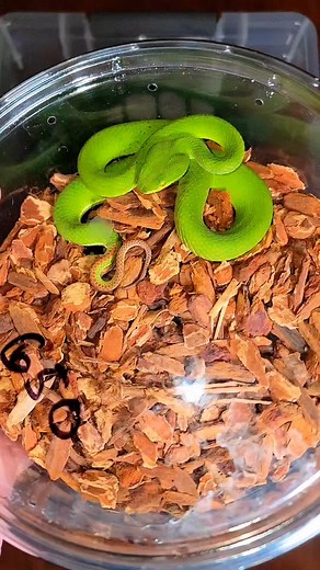 check our these awesome albino pitvipers #venomman20 #snakes #animals #reptiles #fakesituation #fakebody #beautifulanimals