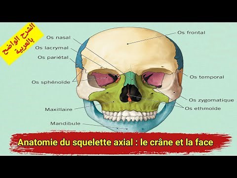 anatomie du squelette le crane et la face