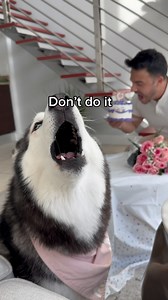 Eating My Dog’s Birthday Cake 🎂👀😳 #puppiesofinstagram #husky #pupstagram #huskypups #dogsofinstagram | Meeka The Husky