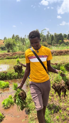 The Journey of Mwea Pishori Rice Farming