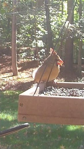 Peaceful Moment with a Female Northern Cardinal