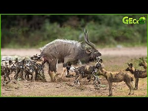 30 Terrifying Moments When Jackals Attack Animals And Who Wins? | Animal Fight