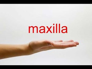 How to Pronounce maxilla - American English