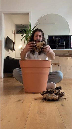 How to Grow Your Own Ginger Root | creative explained