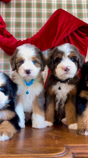 Namaste Bernedoodles on Instagram: "The cutest little bunch❤️🐾 #bernedoodle #bernedoodlesofinstagram #bernedoodlelove #bernedoodlenation #doodlelove #doodlenation #doodlelineup #puppyreels #cutepuppy #puppiesofig #dogreels #dogsofinstagram #puppylove #doodlepuppy #bernedoodlepuppy #bernedoodlelife #reelsinstagram #reelitfeelit #viralreels #explorepage"