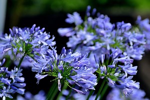 Your agapanthus will never bloom again if you forget this crucial step - Netmums