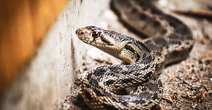 Are Gopher Snakes Poisonous or Dangerous?