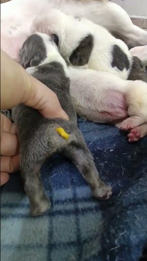 How newborn puppies should defecate