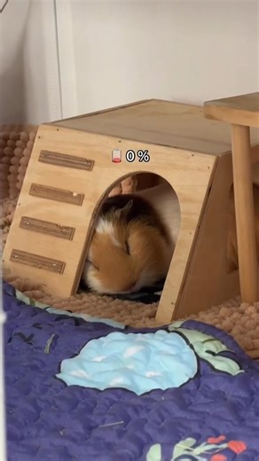 low battery 🪫 vs Full battery 🔋| Guinea pig 🐹 #guineapighome #guineapigshorts #pets #cavy #guineapig