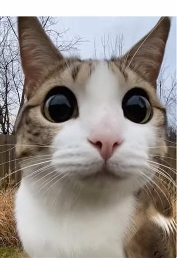 Meowl the Cat Sniffing Camera Curiously