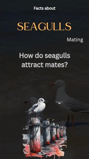 Seagull Fact 12 - How do seagulls attract mates?